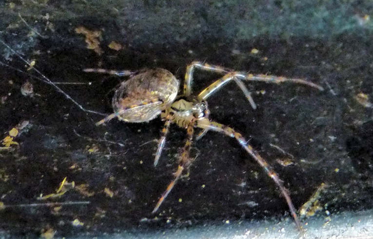 Metellina merianae ?